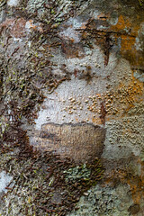 Close Up of Tree Bark