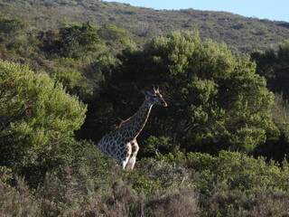 giraffe in the wild