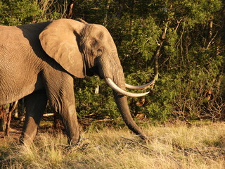 Obraz premium Elephant in profile