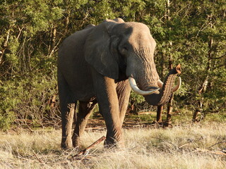 Fototapeta premium Elephant trunk