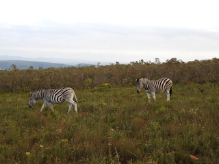Naklejka premium zebras in continent