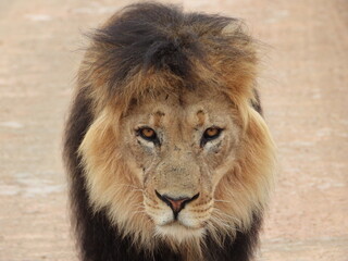 portrait of a lion