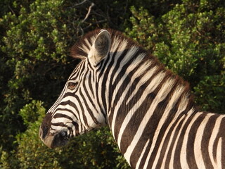 zebra profile