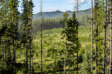 looking through trees at a reforested cut-block