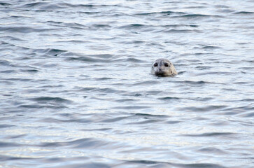 A harbour seal (Phoca vitulina) pokes it's head above the waters of the Salish Sea near Vancouver Island, Canada