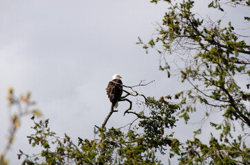 A bald eagle (Haliaeetus leucocephalus) perches at the top of a tree in the pacific north west