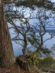 A rugged Douglas Fir tree in front of a cliff with the pacific ocean in the background 