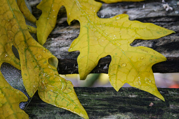 Dry papaya leaf on a wooden bench
