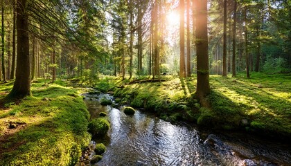 A tranquil forest clearing with a stream running through it and sunlight streaming in.