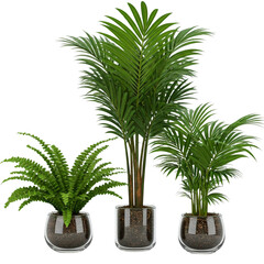 Obraz premium Office plants decoration, home decor greenery, stylish indoor plants, beautiful potted trees, office greenery ideas, houseplant designs, modern plant decor, aesthetic indoor foliage on white backgroun