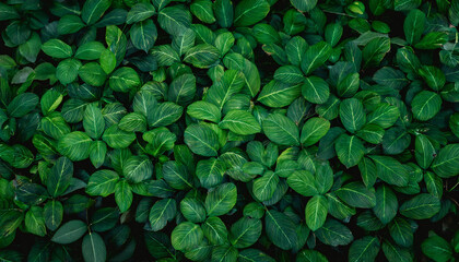 green ivy rounded leaves on vintage dreamy scene