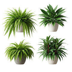 Fototapeta premium Office plants decoration, home decor greenery, stylish indoor plants, beautiful potted trees, office greenery ideas, houseplant designs, modern plant decor, aesthetic indoor foliage on white backgroun