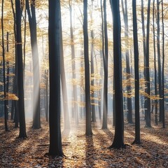 autumn forest where the golden sunlight filters through the canopy of trees.