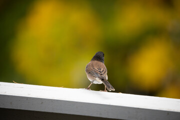 A dark-eyed junco perched on a white wooden railing, set against a vibrant yellow and green blurred background. A perfect moment for birdwatching and bird photography enthusiasts.