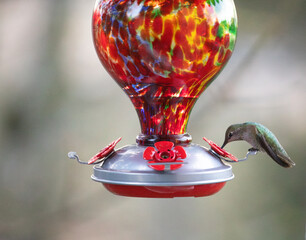 A hummingbird, also known as a Colibri, perched on a vibrant glass bird feeder with intricate details, set against a blurry background. Ideal for birdwatching and bird photography enthusiasts.