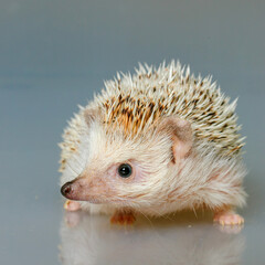 Hedgehog isolate on white background