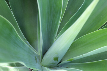 Close-up of a green agave succulent plant in a garden