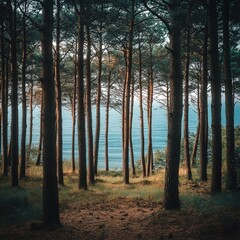 Obraz premium tranquil pine forest, the sea visible in the background.