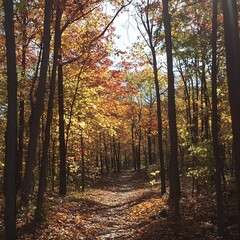 Naklejka premium autumn forest where sunlight streams through the colorful leaves, casting a warm,