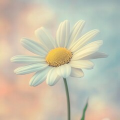 Naklejka premium daisy with a backdrop of soft pastel colors, the white petals of the flower bright against the muted background.