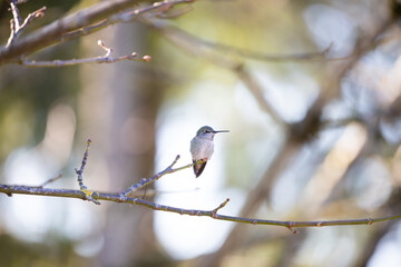 A hummingbird, also called a colibri, perches gracefully on a tree branch in a natural outdoor setting. Ideal for birdwatching and bird photography, showcasing the beauty of wildlife in its habitat.