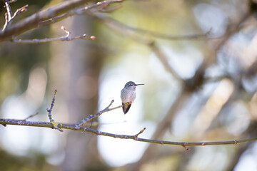 A hummingbird, also called a colibri, perches gracefully on a tree branch in a natural outdoor setting. Ideal for birdwatching and bird photography, showcasing the beauty of wildlife in its habitat.