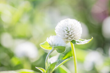 globe amaranth