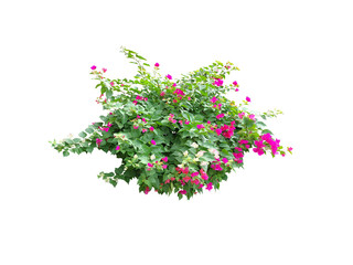 Bouquet, shrub of flowers. Rose periwinkle. primrose. (red, pink, purple) Rose Four o'clock Flower. Colorful flowers, primula vulgaris are blooming. On white background. (png)