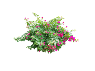 Bouquet, shrub of flowers. Rose periwinkle. primrose. (red, pink, purple) Rose Four o'clock Flower. Colorful flowers, primula vulgaris are blooming. On white background. (png)