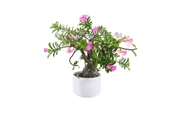 Tree and Bonsai. Adenium obesum has bright pink and red flowers. (Desert Rose, mock azalea) Planted in a white pot. on white background. (clipping path)	
