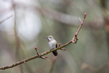 A hummingbird, also called a Colibri, perches gracefully on a tree branch in a natural outdoor setting. Ideal for birdwatching and bird photography, showcasing the beauty of wildlife in its habitat.