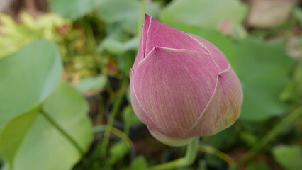 Tulip flowers that grow abundantly with a purple pink color on sunny days, can be used for social media covers