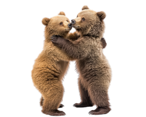 Cuddly brown bear cubs playfully embrace each other in joyful moment. Their soft fur and playful demeanor create heartwarming scene of friendship and innocence
