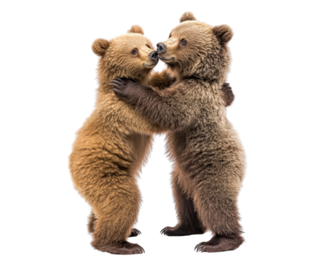 Cuddly brown bear cubs playfully embrace each other in joyful moment. Their soft fur and playful demeanor create heartwarming scene of friendship and innocence