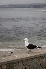 Sea Gull
