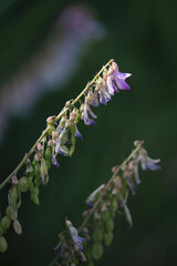 Hedysarum alpinum, alpine sweetvetch, flowers growing near Twin Lakes on a summer day in interior Alaska.
