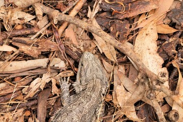 Close-up of juvenile Eastern Bearded Dragon (Pogona barbata) South Australia