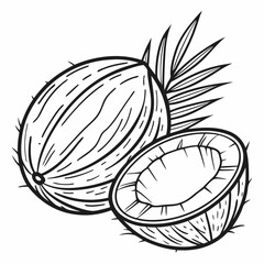 illustration of coconut fruit