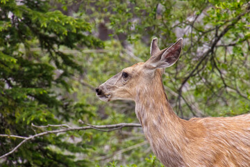 Young deer in the woods