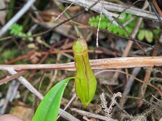 Young pitcher plant. Nepenthes plant