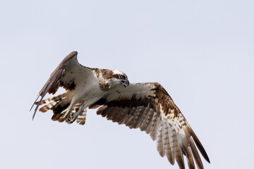 The beautiful flight characteristics of Osprey and White-bellied Sea-eagle in Thailand.