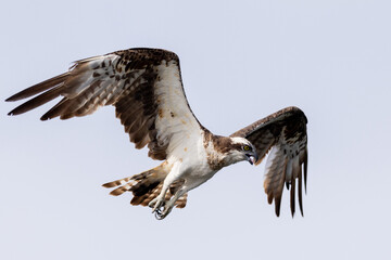 The beautiful flight characteristics of Osprey and White-bellied Sea-eagle in Thailand.