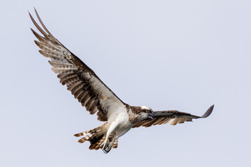 The beautiful flight characteristics of Osprey and White-bellied Sea-eagle in Thailand.