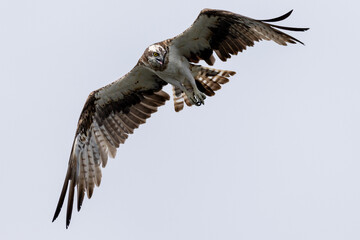 The beautiful flight characteristics of Osprey and White-bellied Sea-eagle in Thailand.