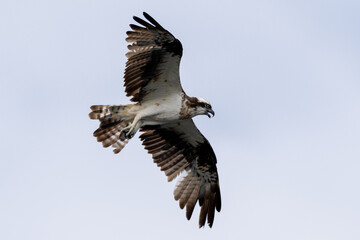 The beautiful flight characteristics of Osprey and White-bellied Sea-eagle in Thailand.