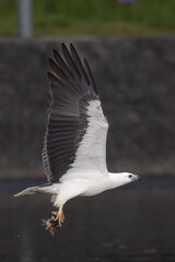 The beautiful flight characteristics of Osprey and White-bellied Sea-eagle in Thailand.