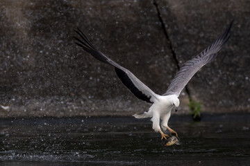 The beautiful flight characteristics of Osprey and White-bellied Sea-eagle in Thailand.