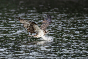 The beautiful flight characteristics of Osprey and White-bellied Sea-eagle in Thailand.
