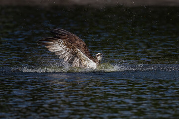 Fototapeta premium The beautiful flight characteristics of Osprey and White-bellied Sea-eagle in Thailand.