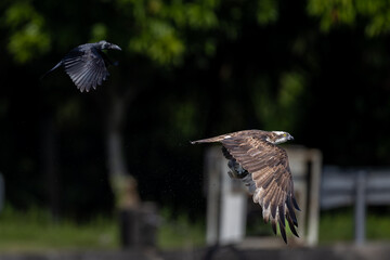 The beautiful flight characteristics of Osprey and White-bellied Sea-eagle in Thailand.